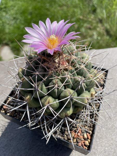 Thelocactus rinconensis